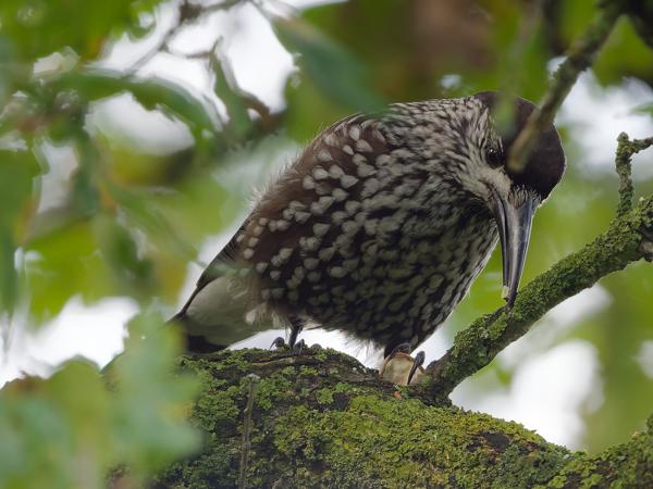 Northern nutcracker (Nucifraga caryocatactes)
